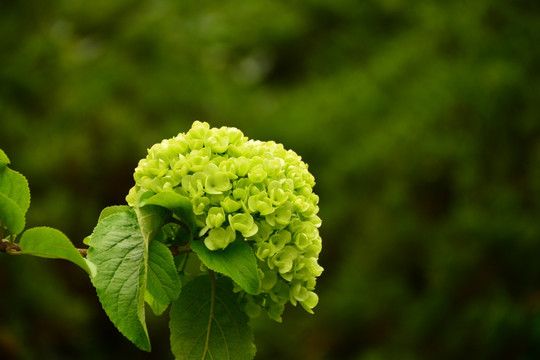 绣球花