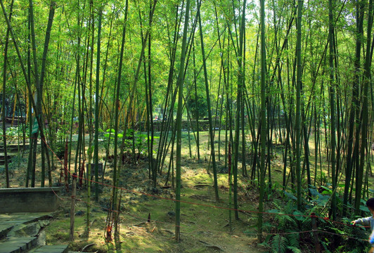 竹林