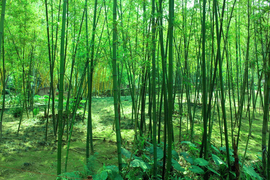 竹林