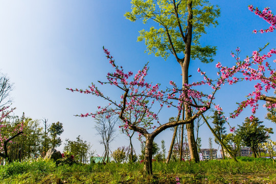 桃花