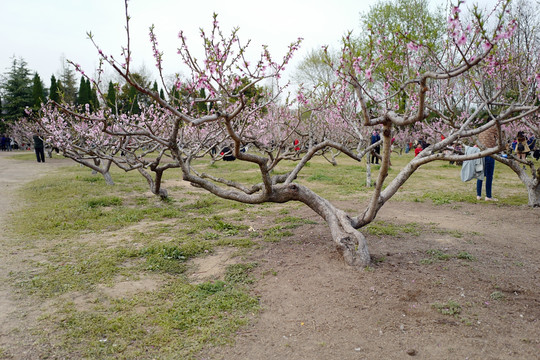 春天 踏青 桃花 花卉 桃园