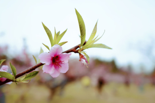 春天 踏青 桃花 花卉 桃园