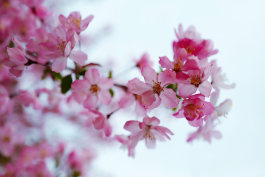 春天 踏青 桃花 花卉 桃园