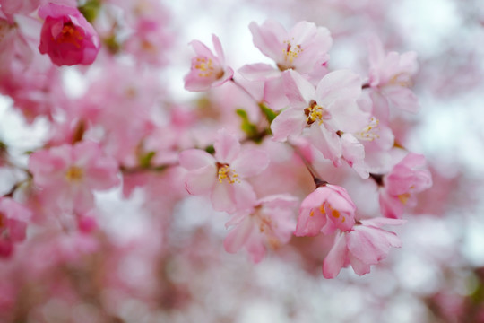 春天 踏青 桃花 花卉 桃园