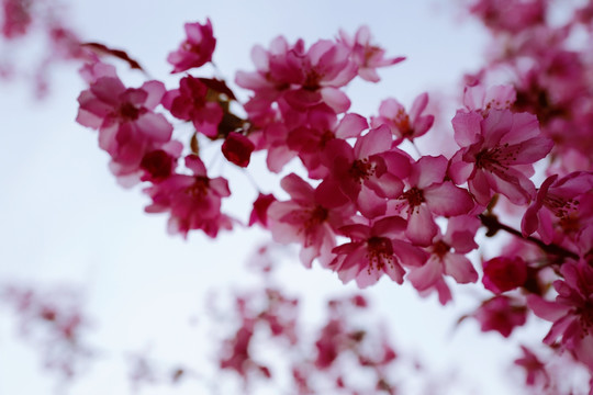 春天 踏青 桃花 花卉 桃园