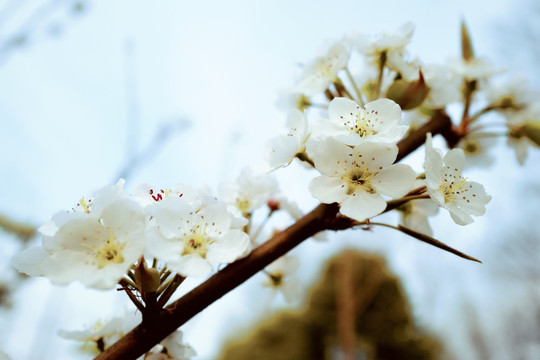 春天 踏青 桃花 花卉 桃园