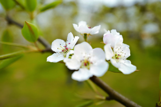 春天 踏青 桃花 花卉 桃园