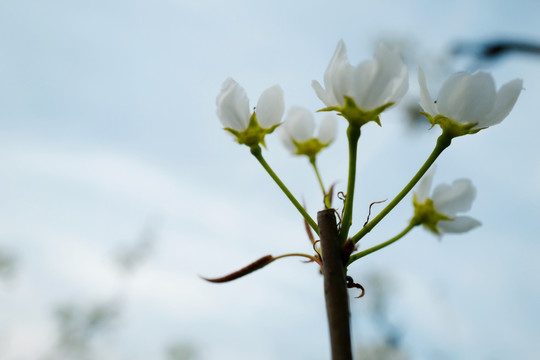 春天 踏青 桃花 花卉 桃园