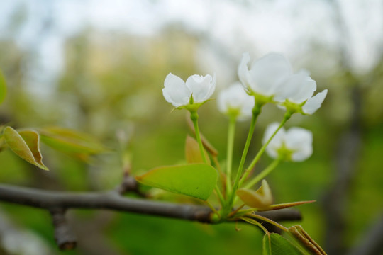 春天 踏青 桃花 花卉 桃园