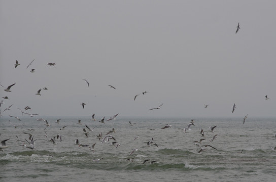 海鸥