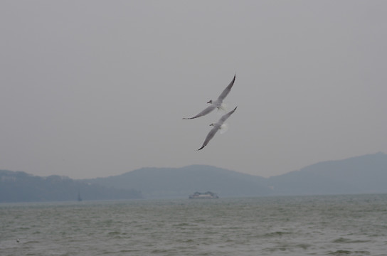 海鸥
