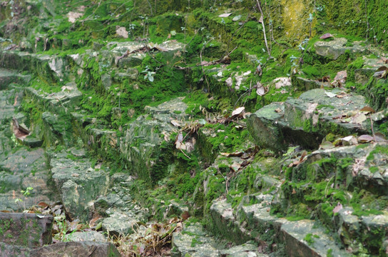 苔藓