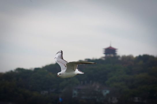海鸥