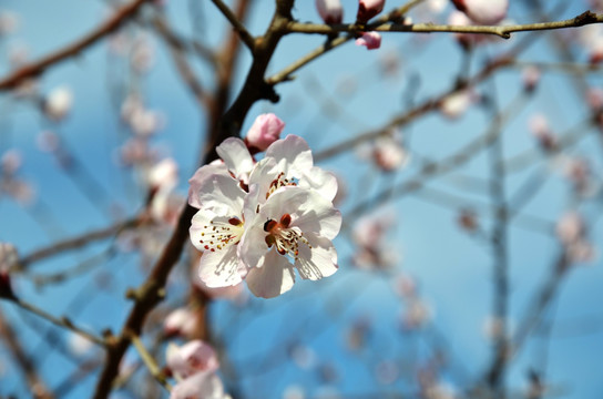 山桃花