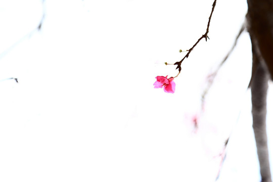 桃花摄影