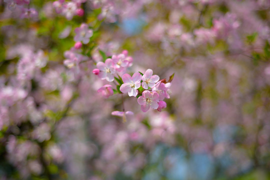 粉色樱花