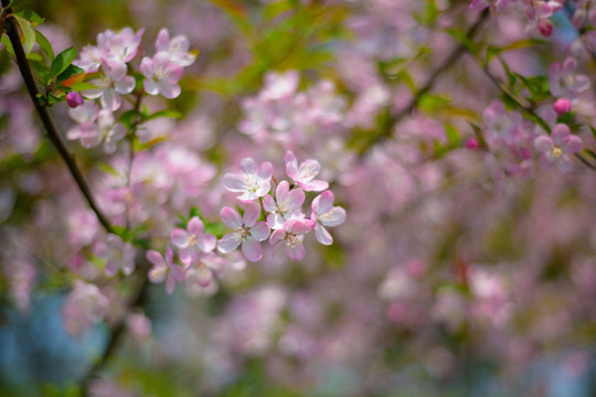 粉色樱花