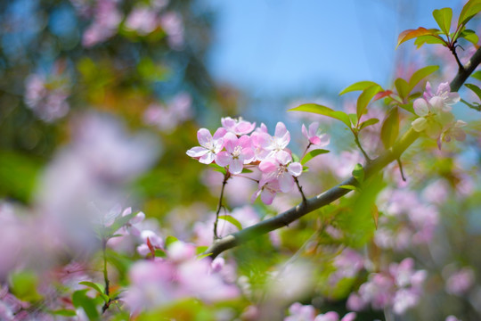 粉色樱花