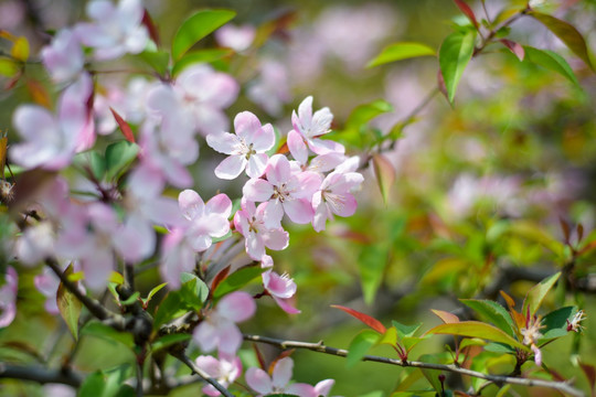 粉色樱花