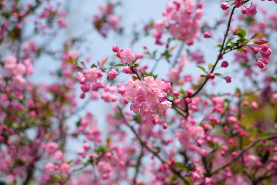 粉色樱花