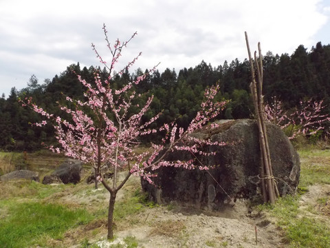 桃花美景