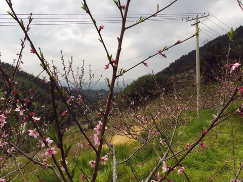 满树桃花