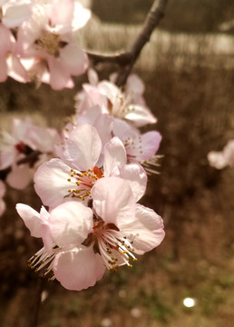 桃花