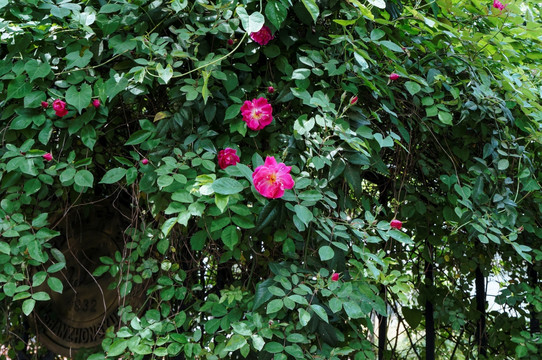 篱笆 围墙 蔷薇