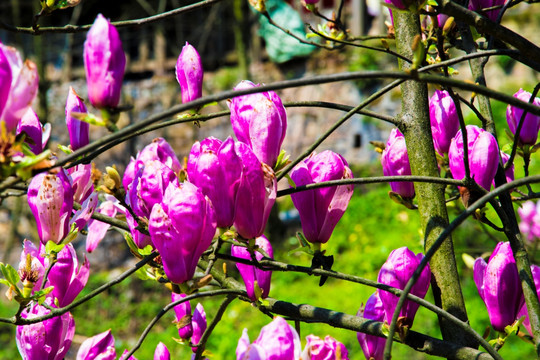 玉兰花