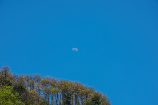 山月 青天