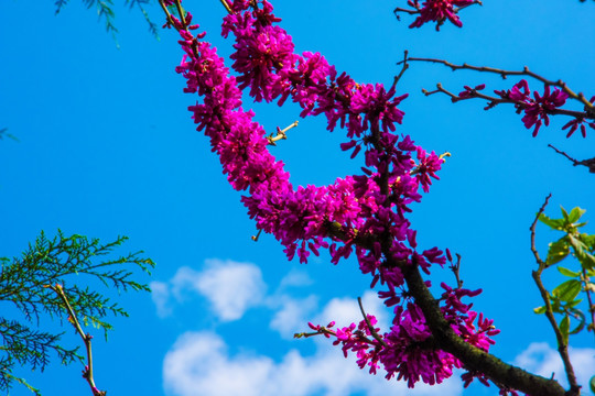 梅花 花枝