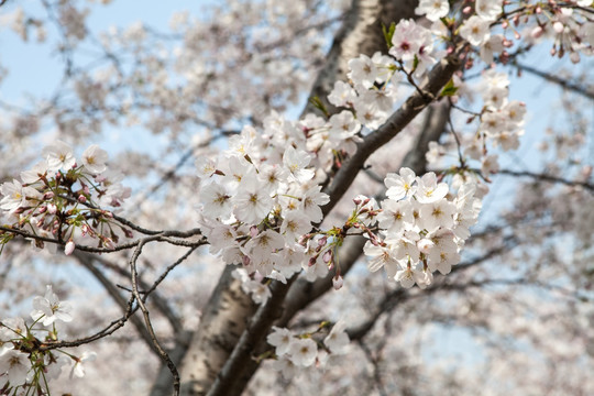 樱花