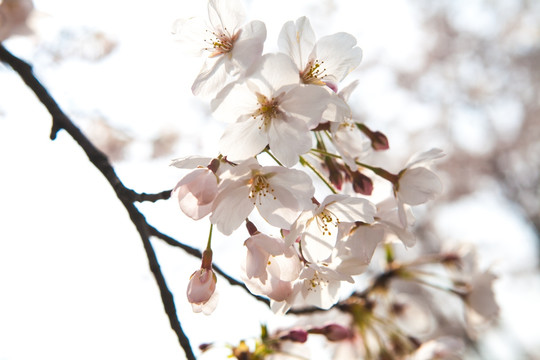 樱花