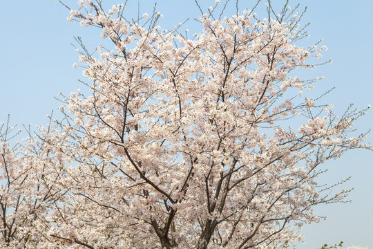 樱花