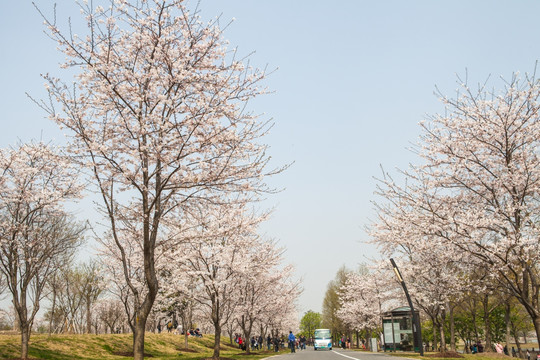 樱花