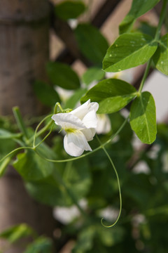 豌豆花