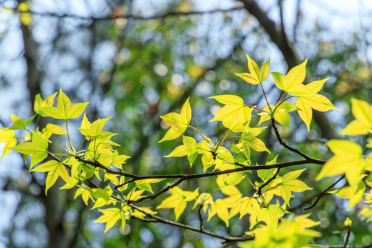 春天嫩叶光影 发芽 嫩芽素材