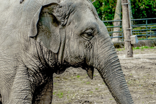 大象高清 动物园 观赏动物