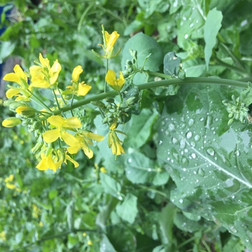 雨 油菜 