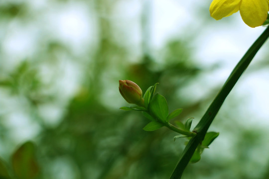 报春花