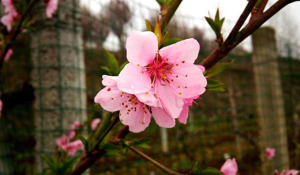 梅花吐蕊