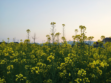 油菜花 