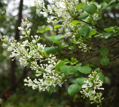 丁香花开