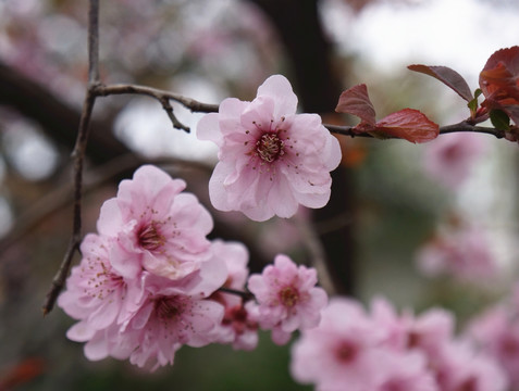 桃花特写