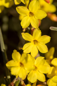 迎春花