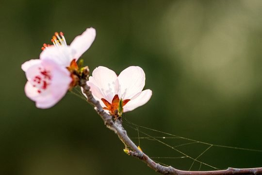 桃花