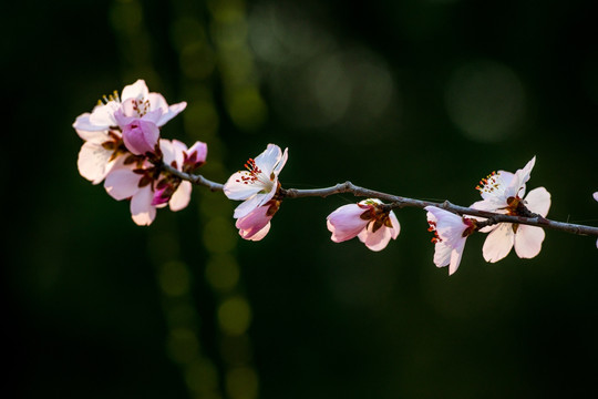 桃花