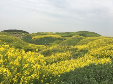 油菜花 