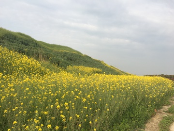 油菜花 