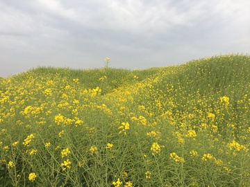 油菜花 